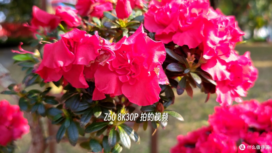 努比亚Z50影像能力有多强?详细体验
