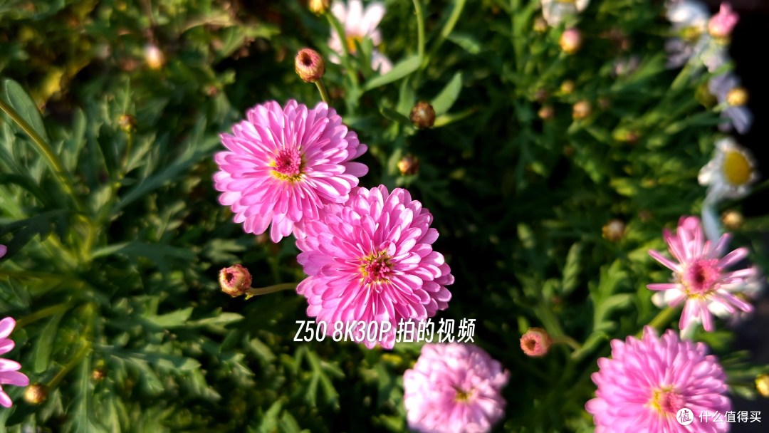 努比亚Z50影像能力有多强?详细体验