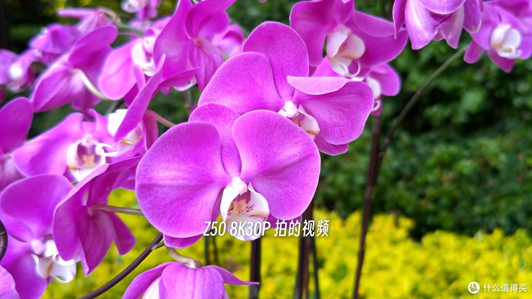 努比亚Z50影像能力有多强?详细体验