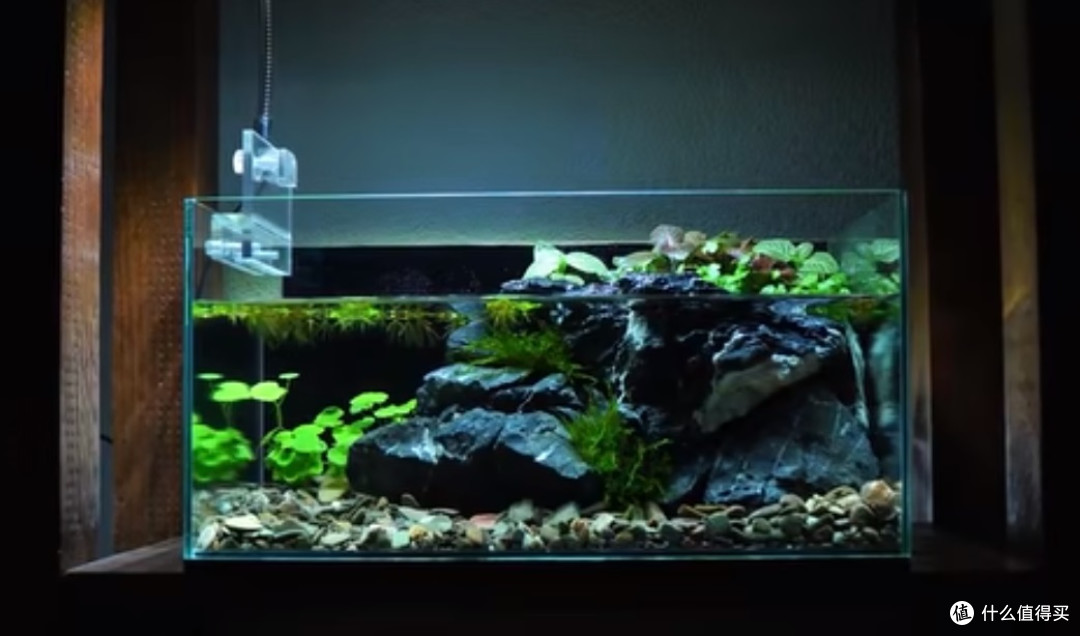 入门草缸——100元打造水陆造景