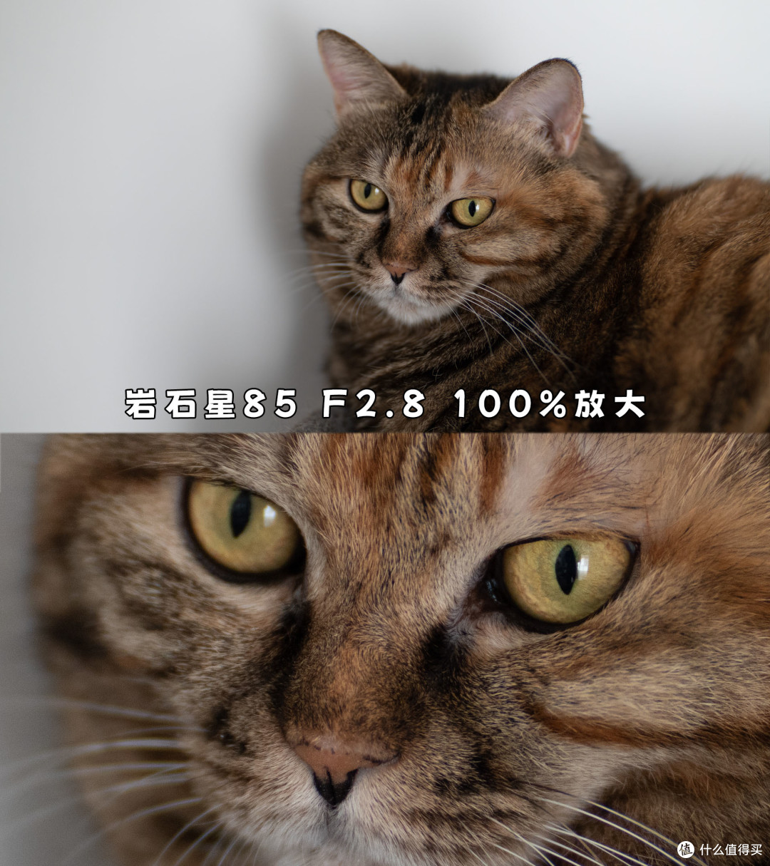 不到千元的国产自动人像镜头好不好用?岩石星85mm自动镜头使用体验