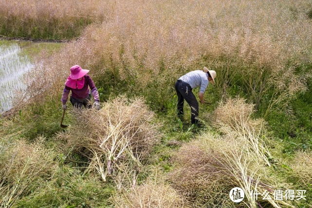 “一碗菜籽半碗油”！农民为什么不种植油菜？自榨菜籽油安全吗？