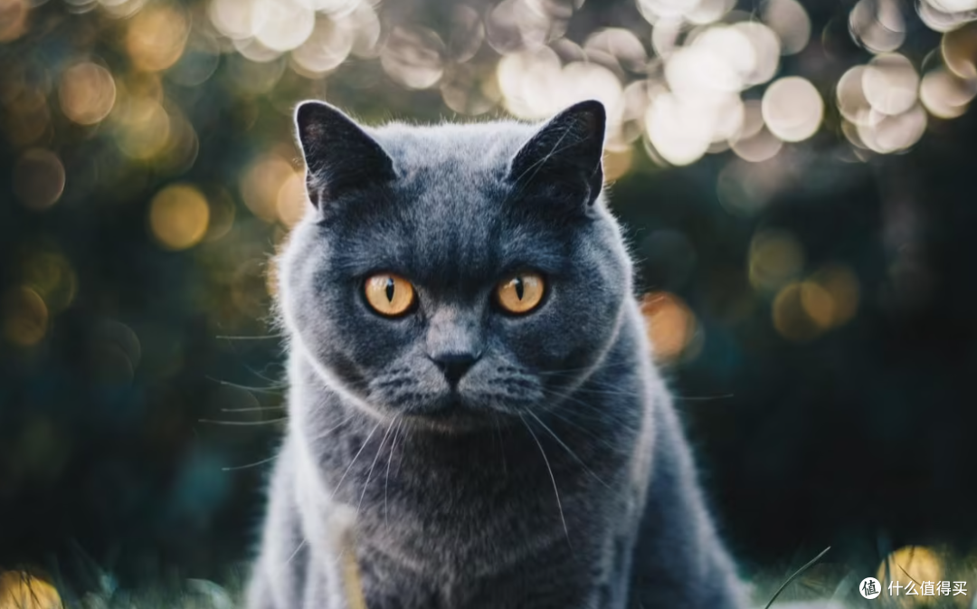 有血缘关系的猫咪可以交配吗?