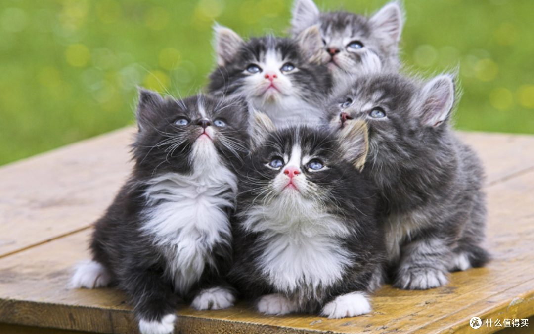 有血缘关系的猫咪可以交配吗?
