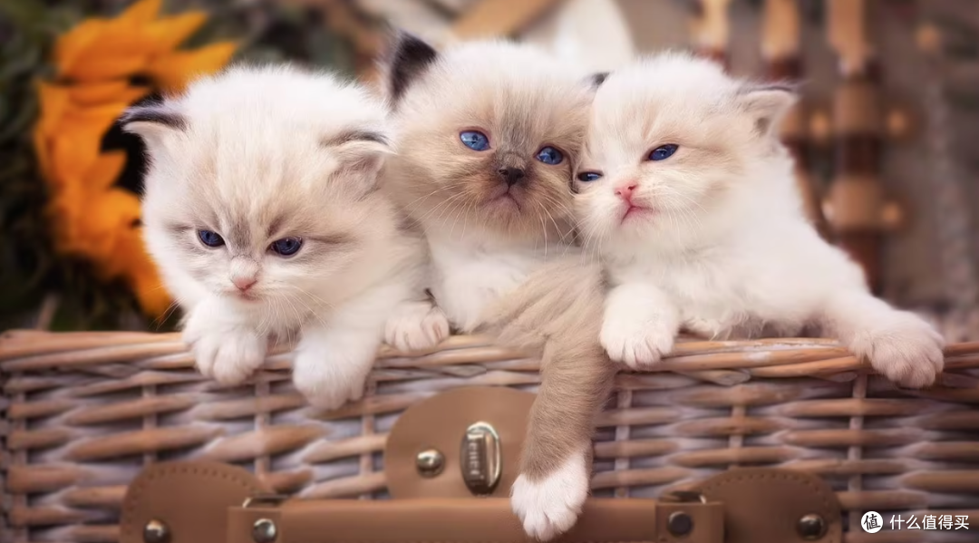 有血缘关系的猫咪可以交配吗?