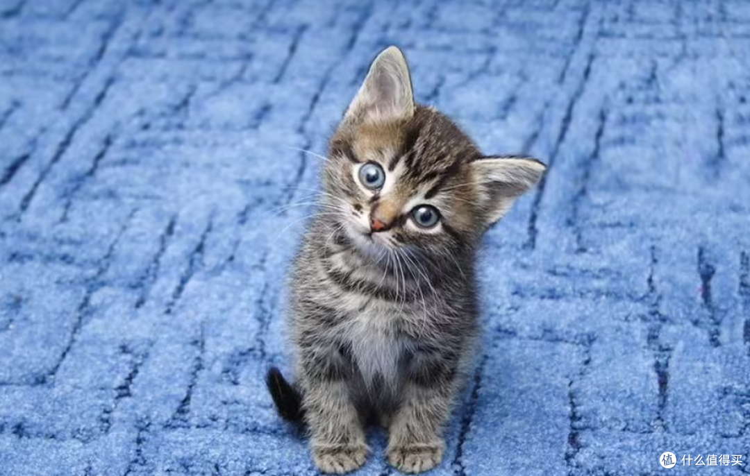 有血缘关系的猫咪可以交配吗?