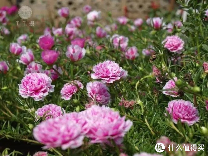 这4种“漂亮花”，好看开花多，花色鲜艳花朵完美，很适合养阳台