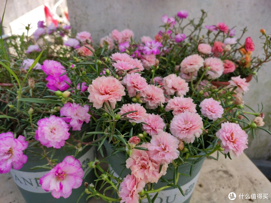 这4种“漂亮花”，好看开花多，花色鲜艳花朵完美，很适合养阳台