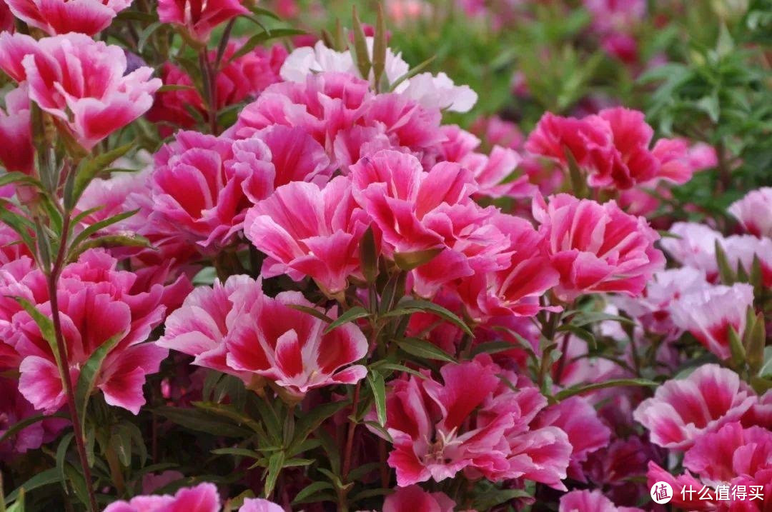 这4种“漂亮花”，好看开花多，花色鲜艳花朵完美，很适合养阳台