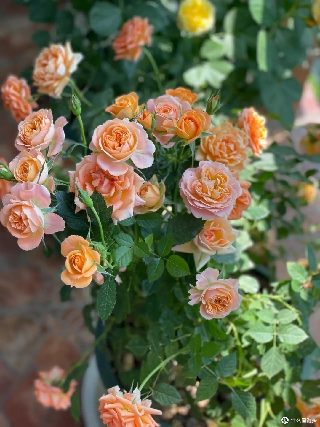 这4种“漂亮花”，好看开花多，花色鲜艳花朵完美，很适合养阳台