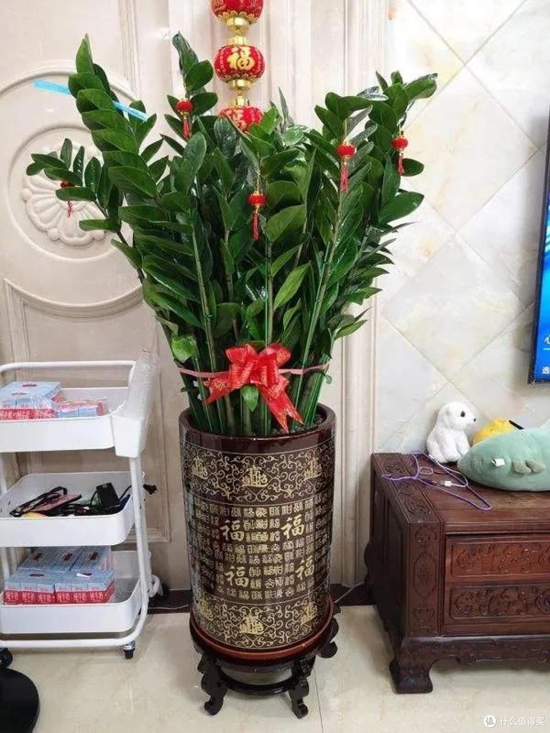 不听劝,买下“带院子”的房子养花,入住一年后,肠子都悔青了