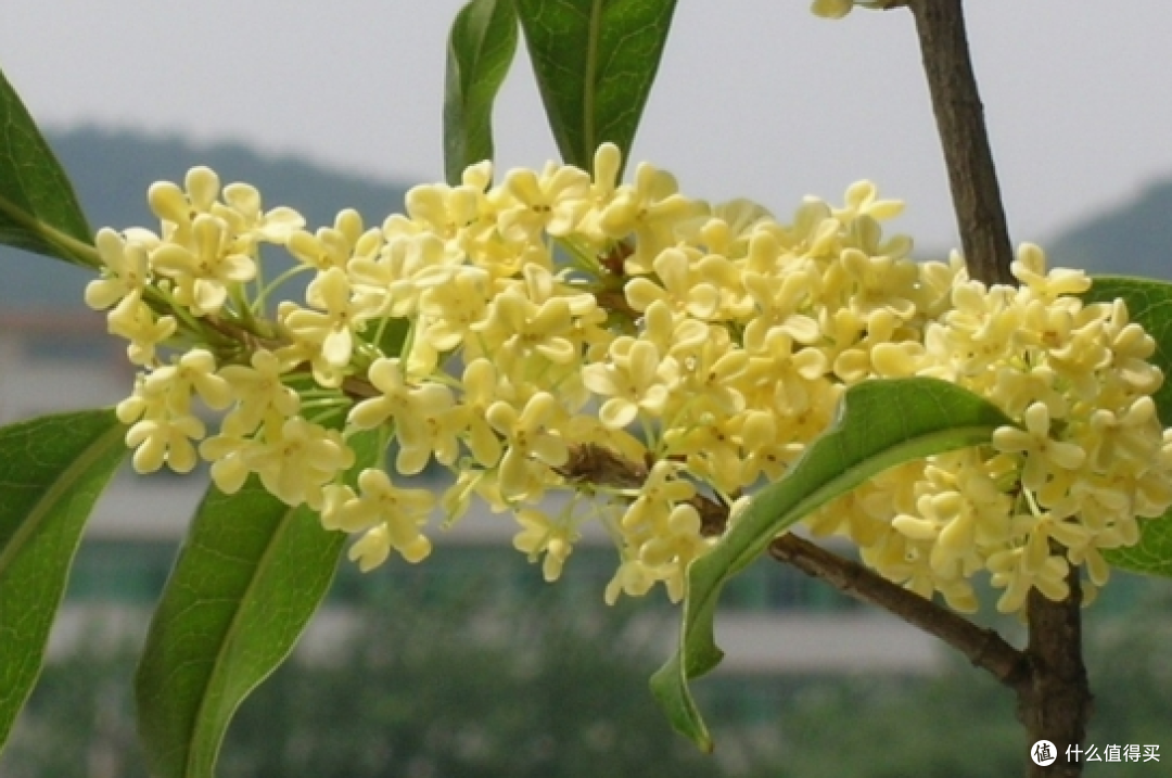 蓝妖:盆栽桂花怎么养才能长得好且更旺盛?做好这8条措施,效果显著