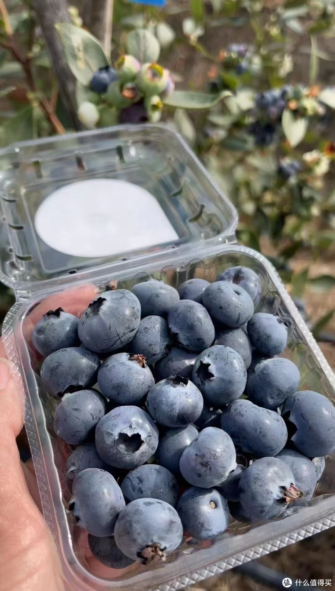 又到了吃蓝莓的季节了，多吃蓝莓对身体有什么好处呢？