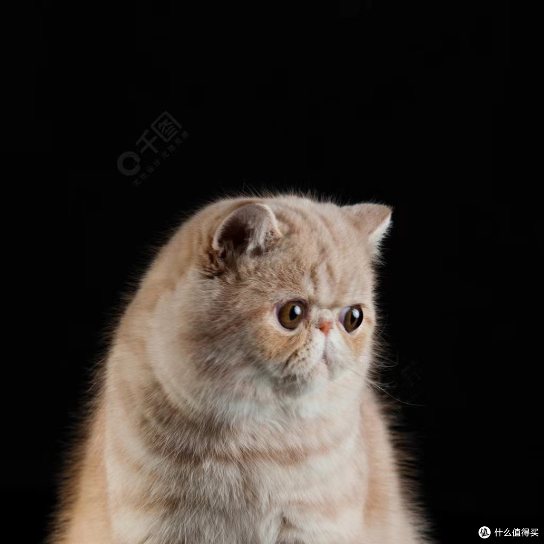 养猫,聊点领域内的,给新手一些启发