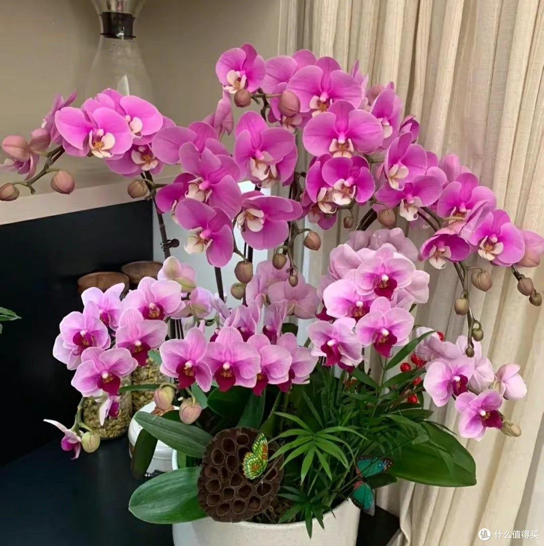 注意防骗!这4种花不能买了,老花匠都被“坑惨”了