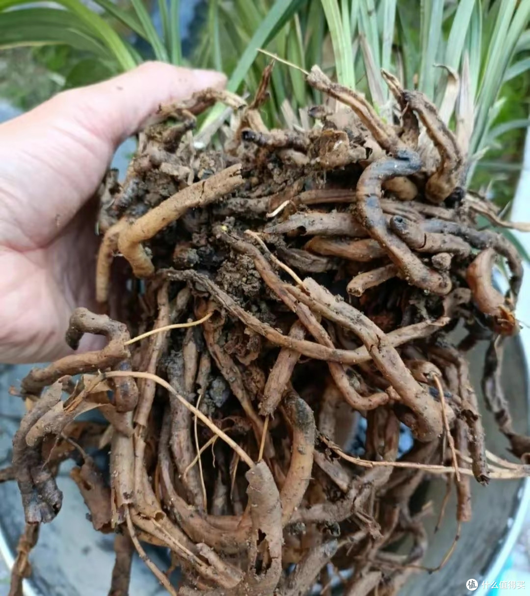 注意防骗!这4种花不能买了,老花匠都被“坑惨”了