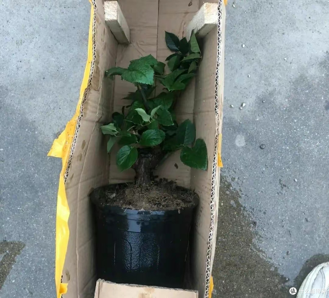 注意防骗!这4种花不能买了,老花匠都被“坑惨”了