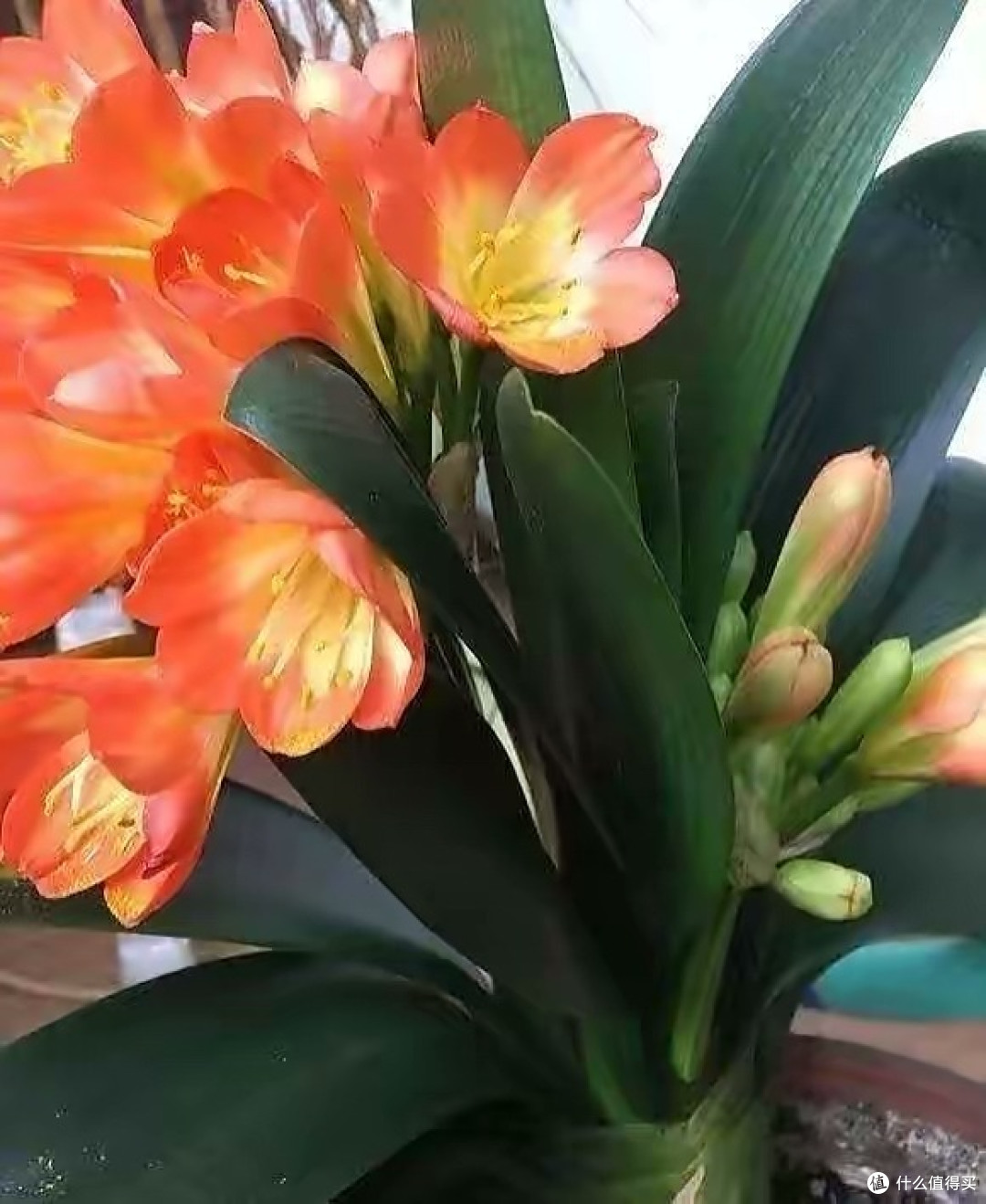 君子兰的3个“养护”细节，叶片更多，长得更快，开花更美，爱了