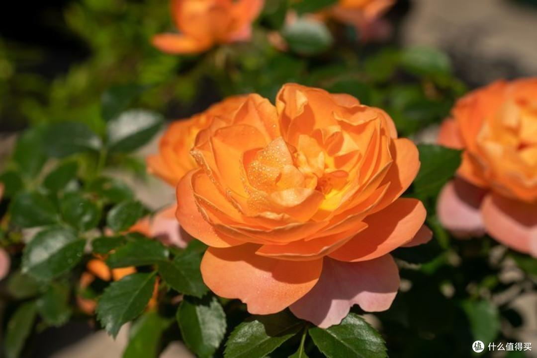 2月月季花容易“饿”,3件事做到位,撒欢长,不愁开花少