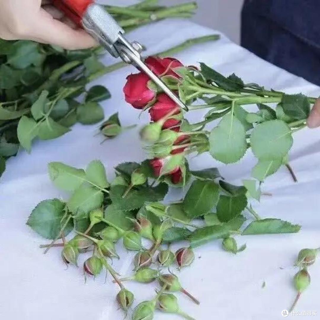 玫瑰花的养护与修剪🥀