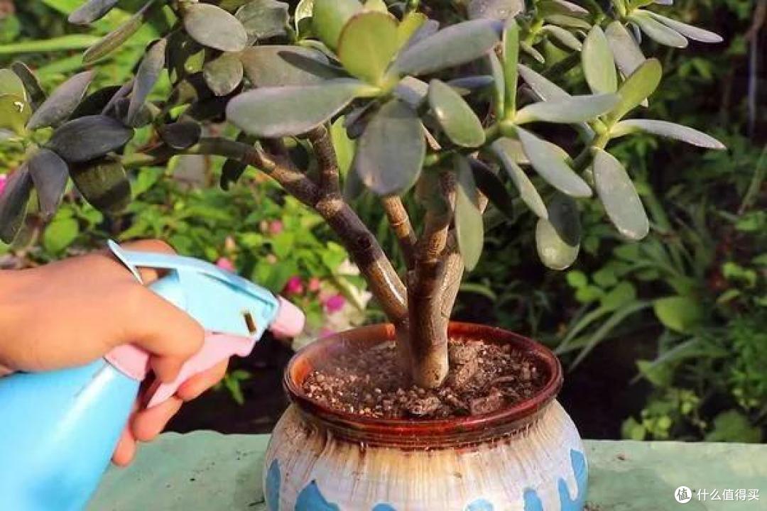 玉树，是“喜阴”还是“喜光”，很多人都养反了，难怪不开花！