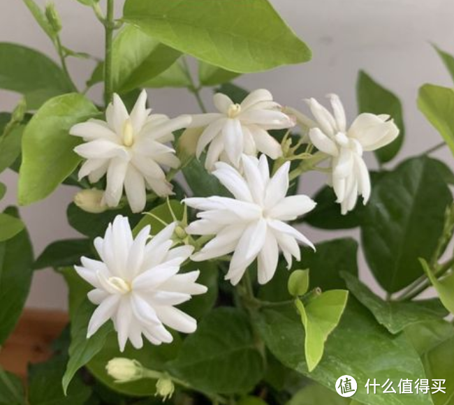 蓝妖：笔尖茉莉怎么养才能长得好？遵循这5大原则，四季都开花