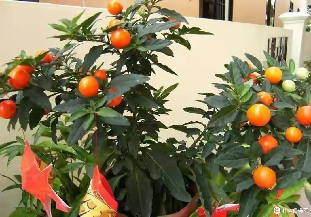 老人说这4种花“有毒”,再漂亮也不能养,你家有吗?