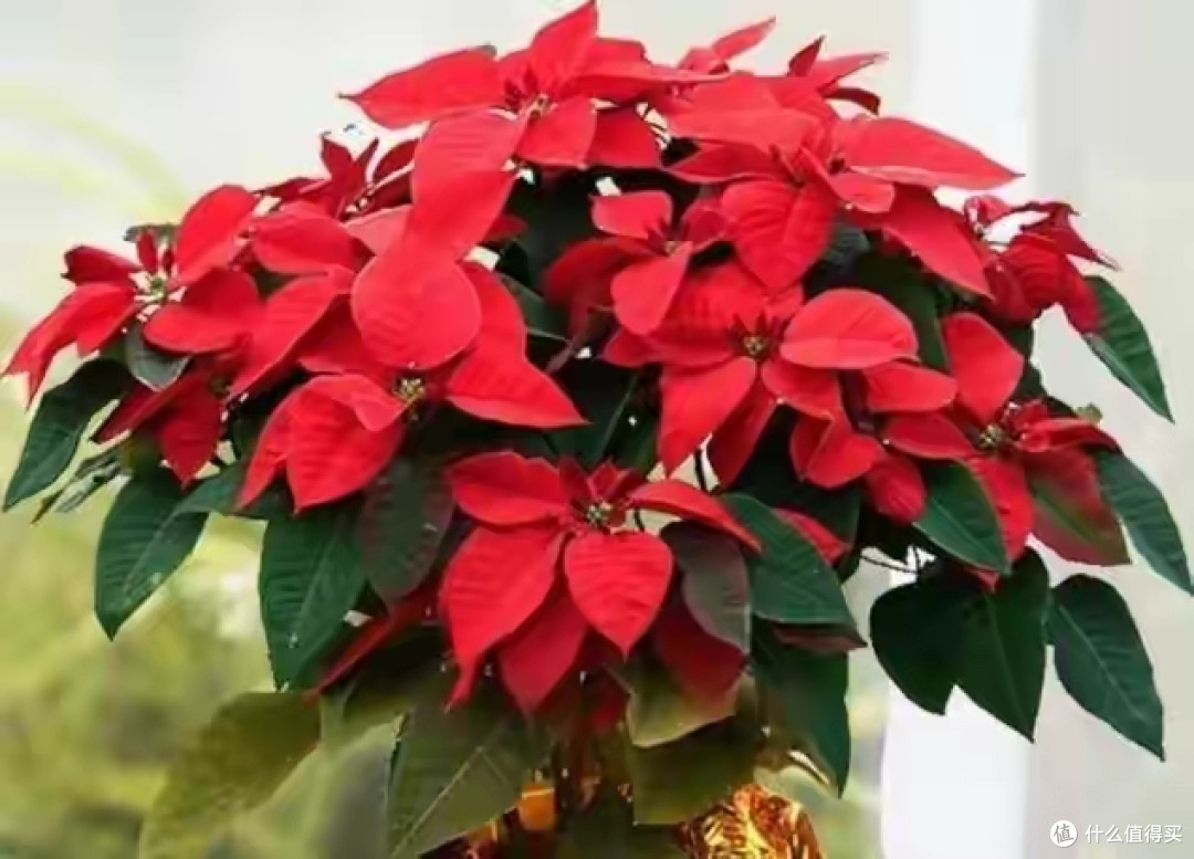 老人说这4种花“有毒”,再漂亮也不能养,你家有吗?