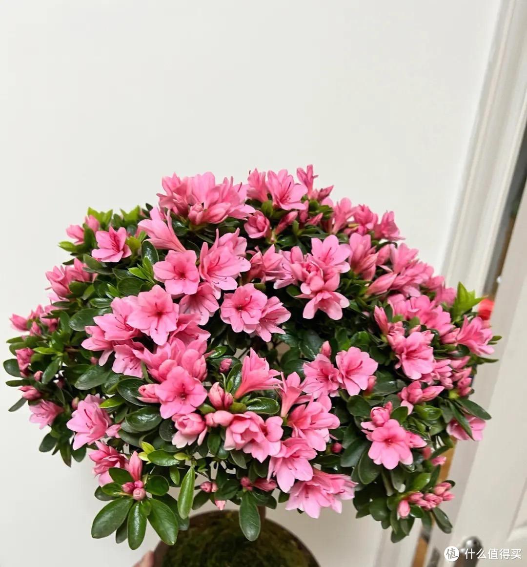 室内养6种“耐阴花”，叶绿花美好养，还能净化空气，每年都茂盛