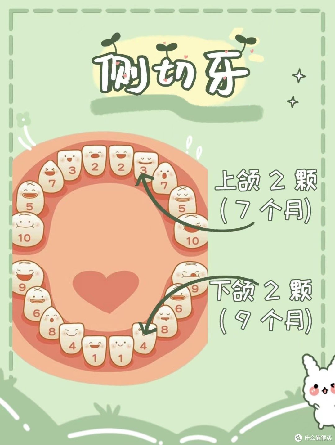 宝宝的出芽顺序你知道吗?