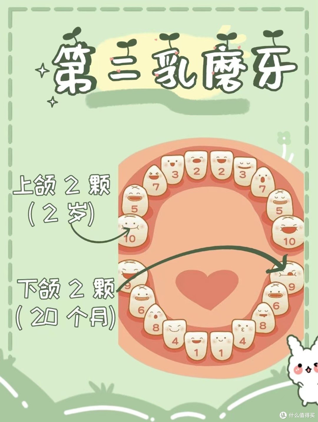 宝宝的出芽顺序你知道吗?