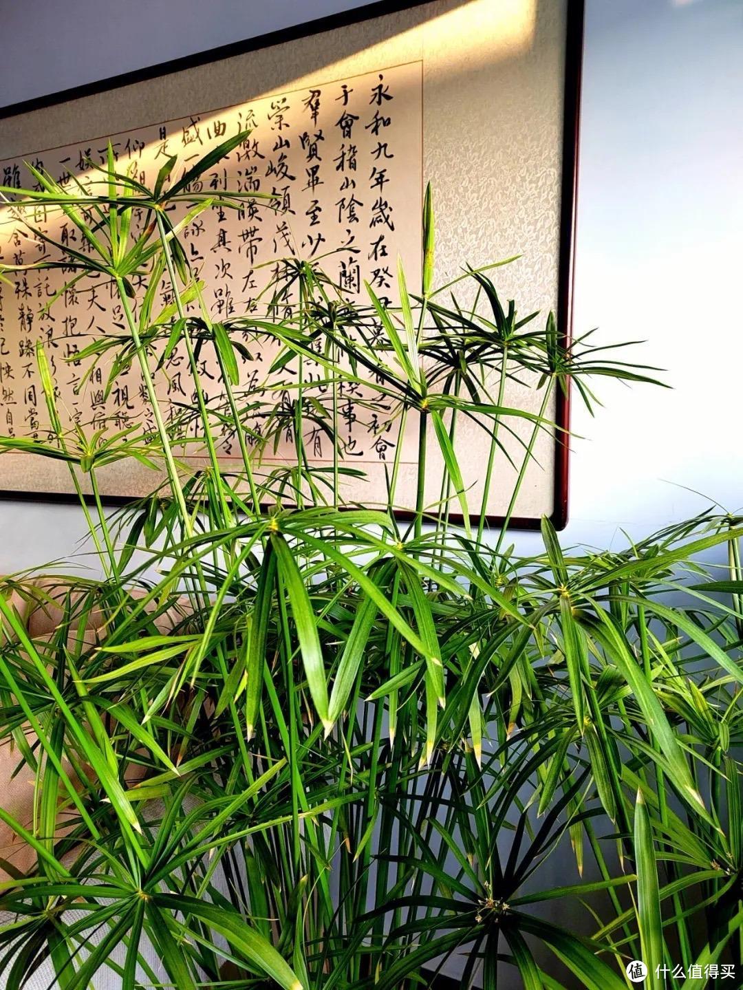 养花新手，就养“6种花”，喜湿耐涝不怕浇水多，枝叶油绿特别旺