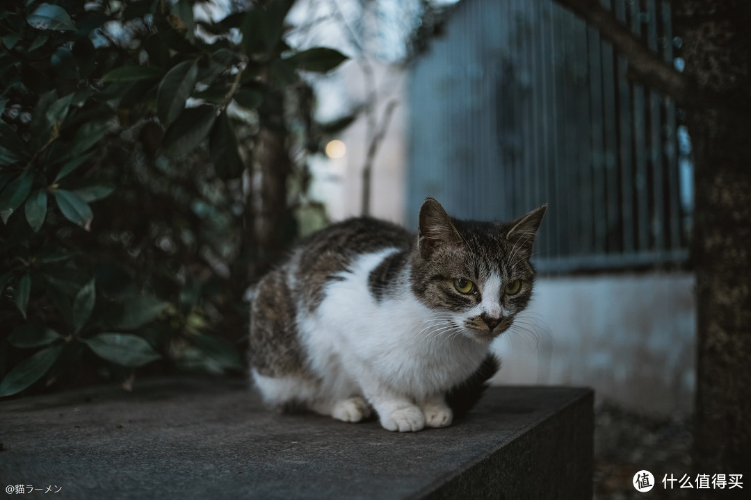 谁都不能拒绝的饼干镜-铭匠TTartisan 25mm F2