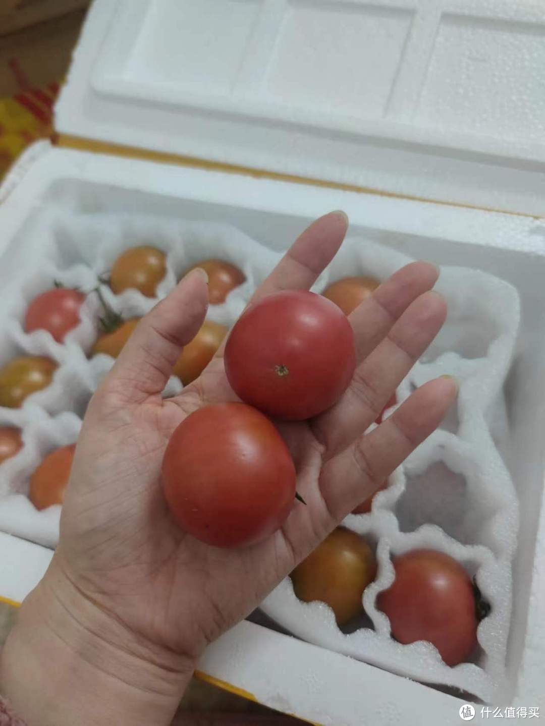 在我心中，减脂蔬果的天花板，肯定是番茄！