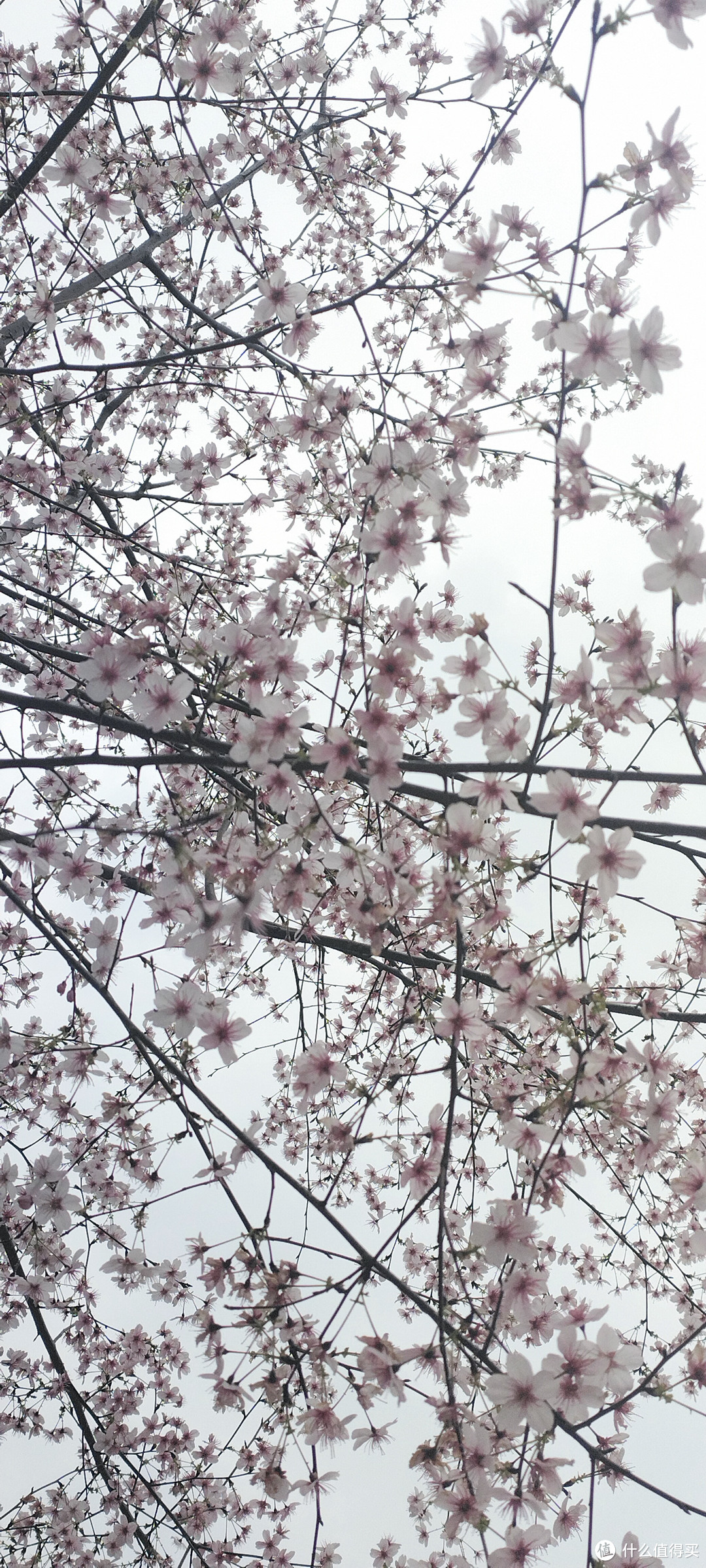 春天来了粉嫩如仙女的花花都盛开了，一起来欣赏各种花🌺盛开的景色吧，这个春风你赏花了嘛!