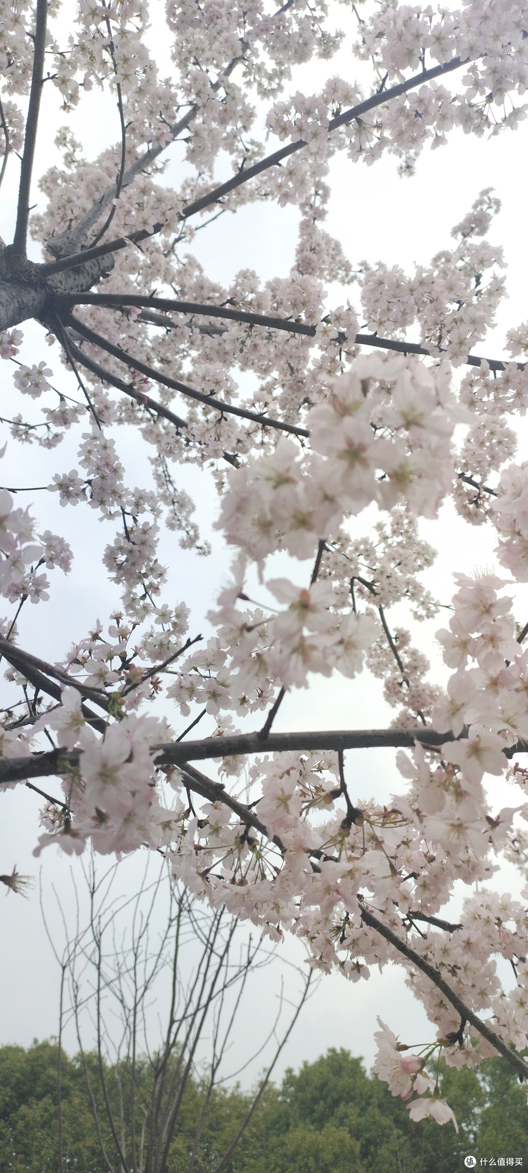 春天来了粉嫩如仙女的花花都盛开了，一起来欣赏各种花🌺盛开的景色吧，这个春风你赏花了嘛!
