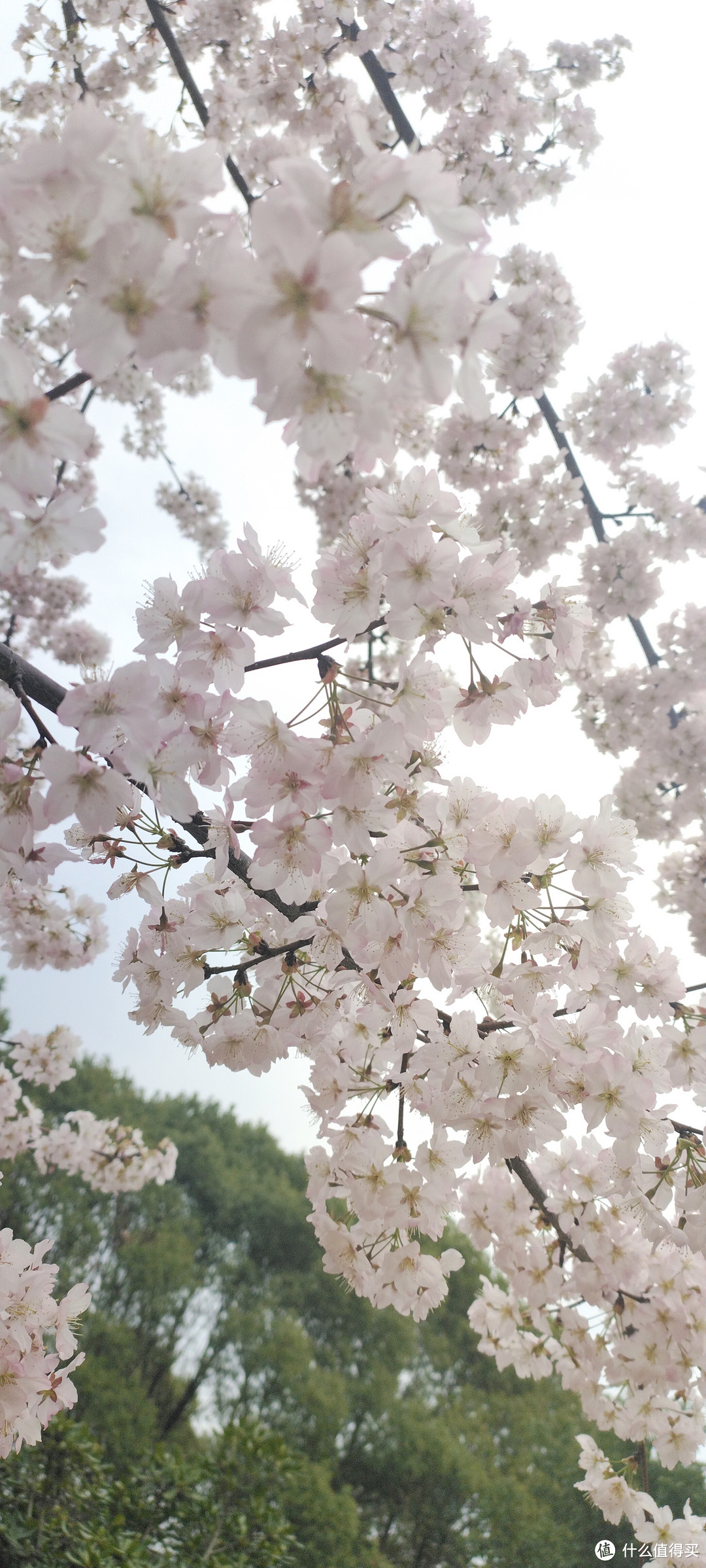 春天来了粉嫩如仙女的花花都盛开了，一起来欣赏各种花🌺盛开的景色吧，这个春风你赏花了嘛!