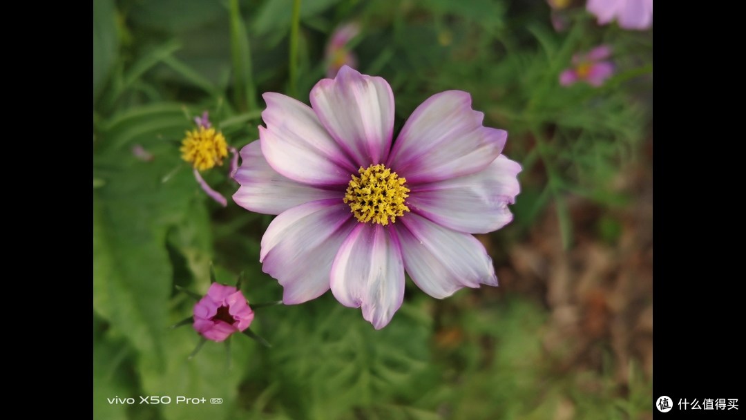 三年前影像超大杯 vivo x50pro 影像体验