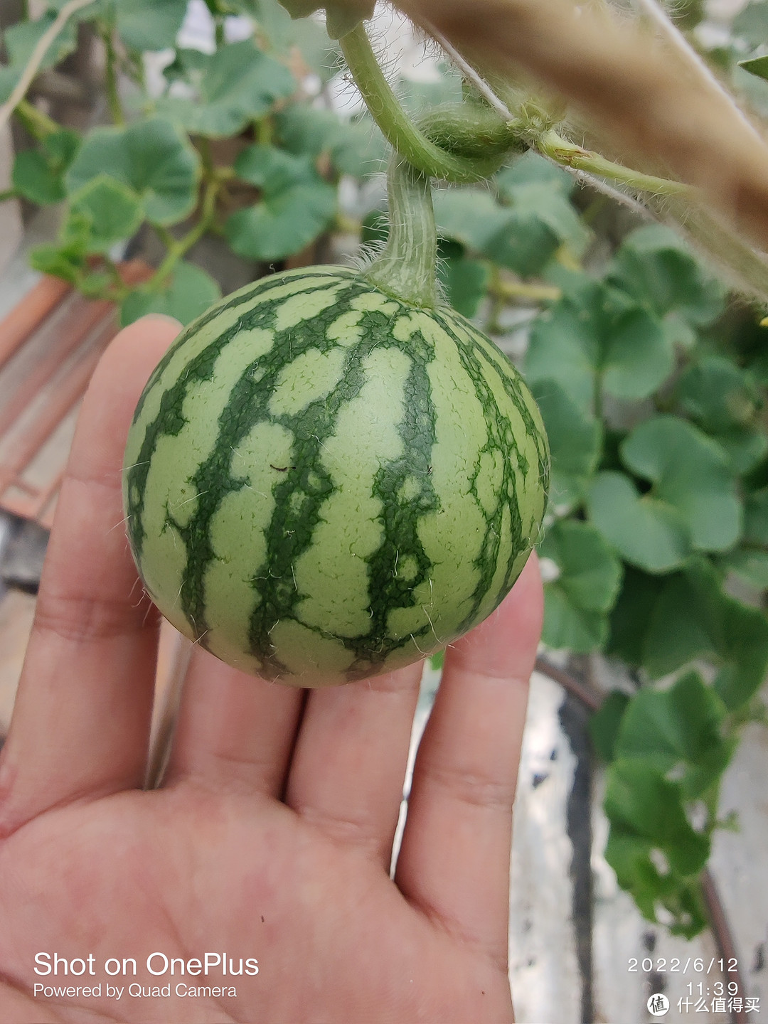 春天来了，又到了种菜的季节，自动喷灌尝试一下？