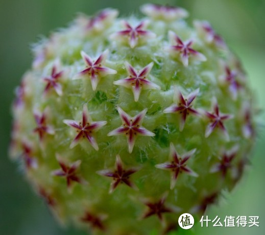 Hoya mindorensis Green