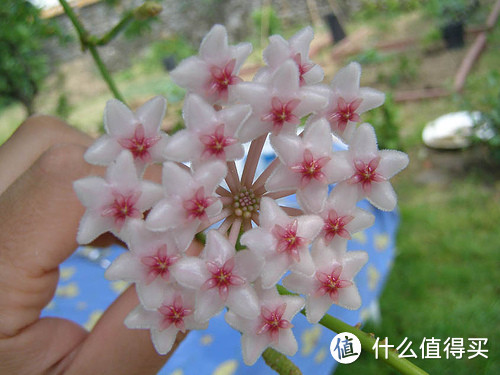 Hoya anulata