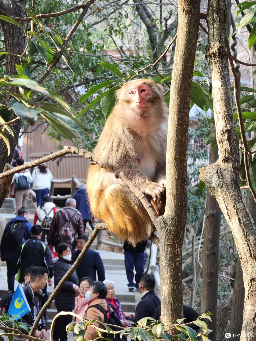 山上猴哥