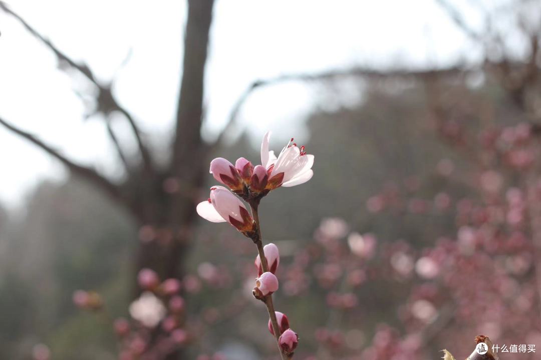 春天到了~又到了。。。看花赏景的时候~