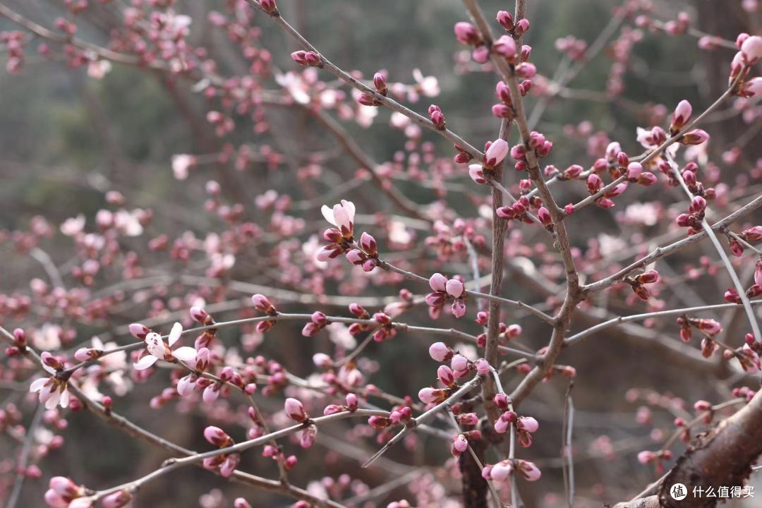 春天到了~又到了。。。看花赏景的时候~