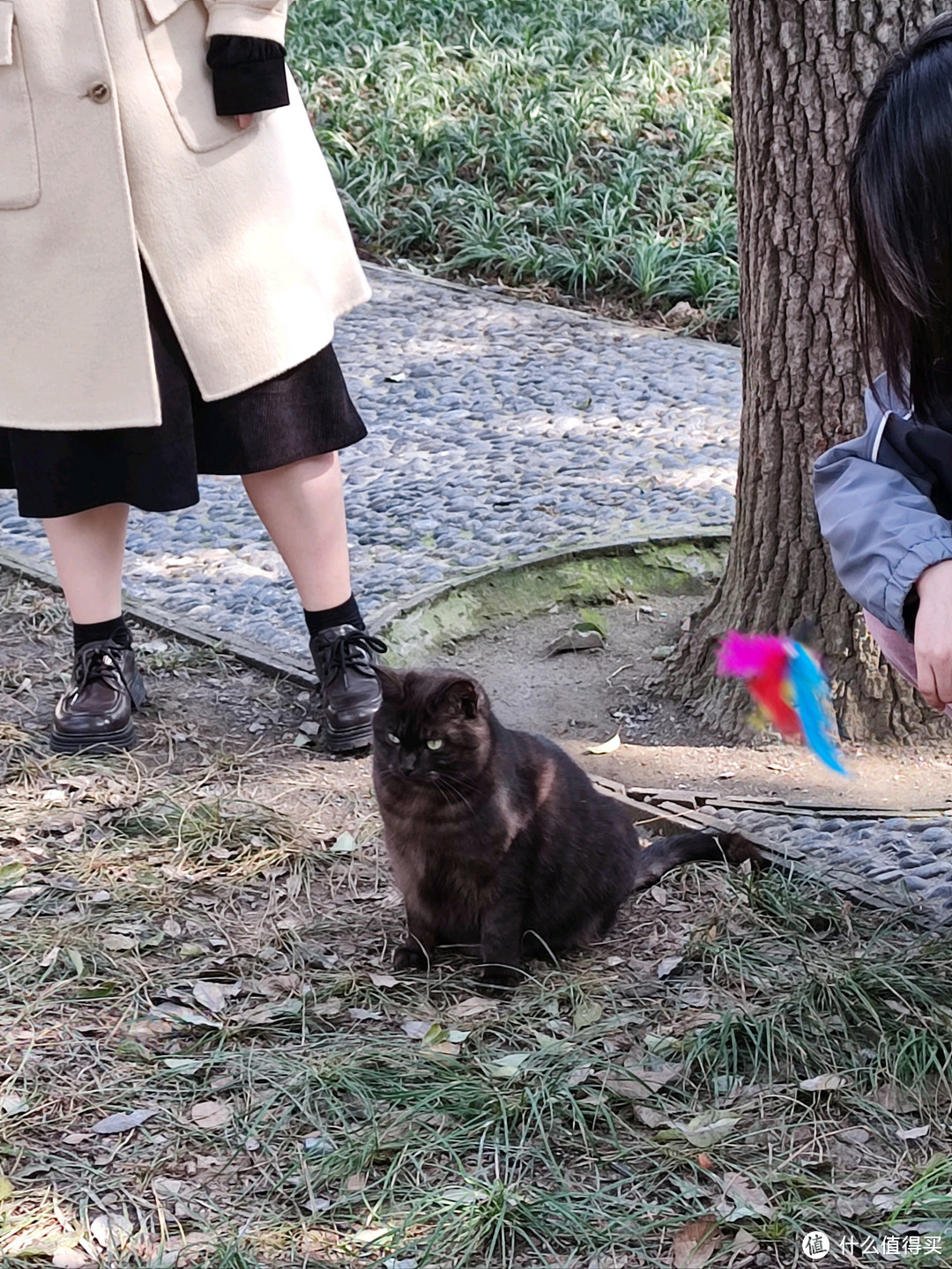 初春踏青苏州游之西园寺（大量猫照，慎入）