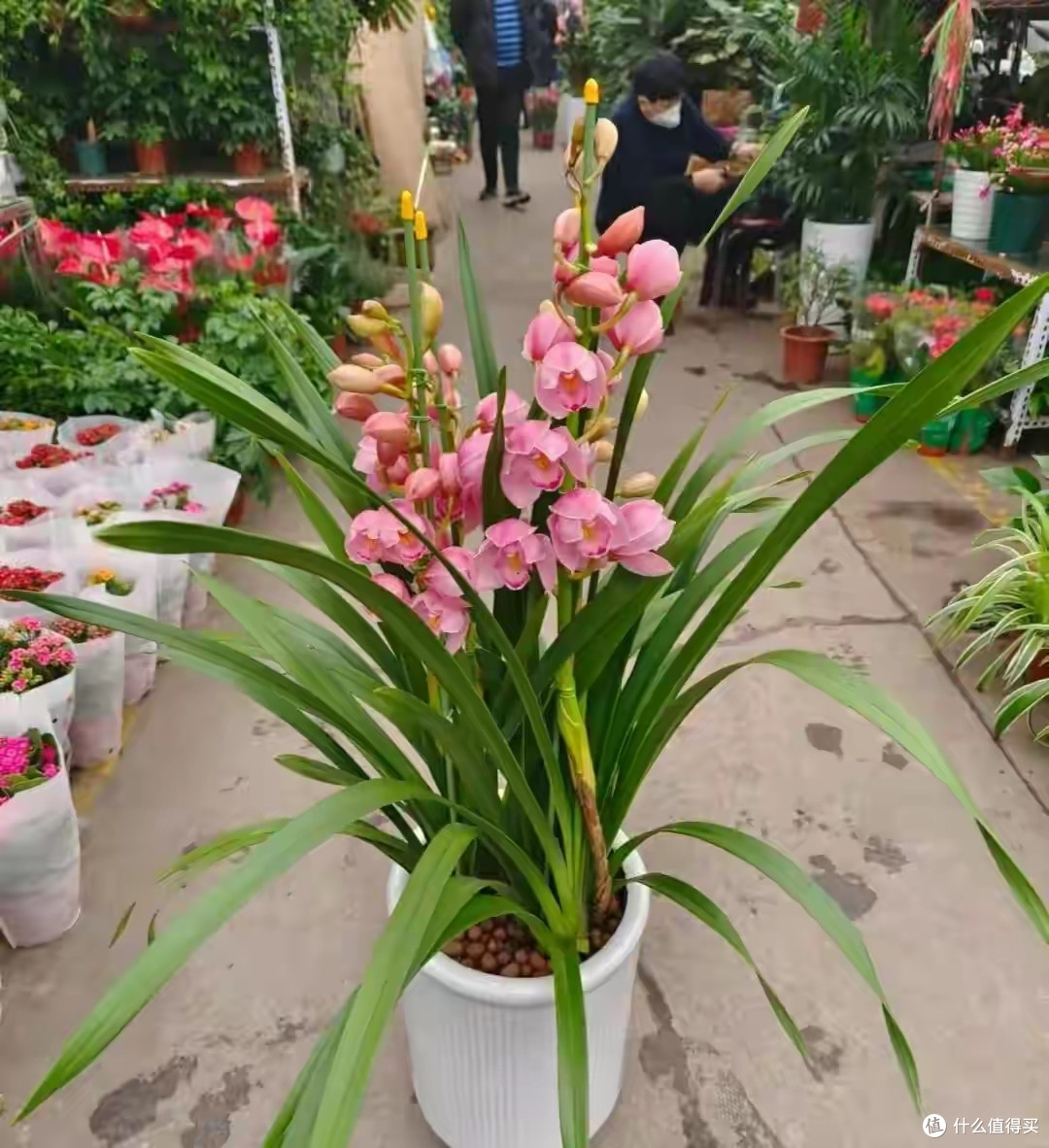 曾经爆火的4种漂亮花,如今被老花匠扔到了大街,原因很无奈