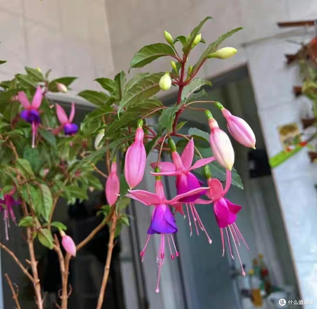 曾经爆火的4种漂亮花,如今被老花匠扔到了大街,原因很无奈