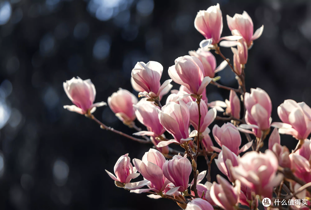 开花英文可不是open flowers，来看看春天开的花用英文怎么说吧？