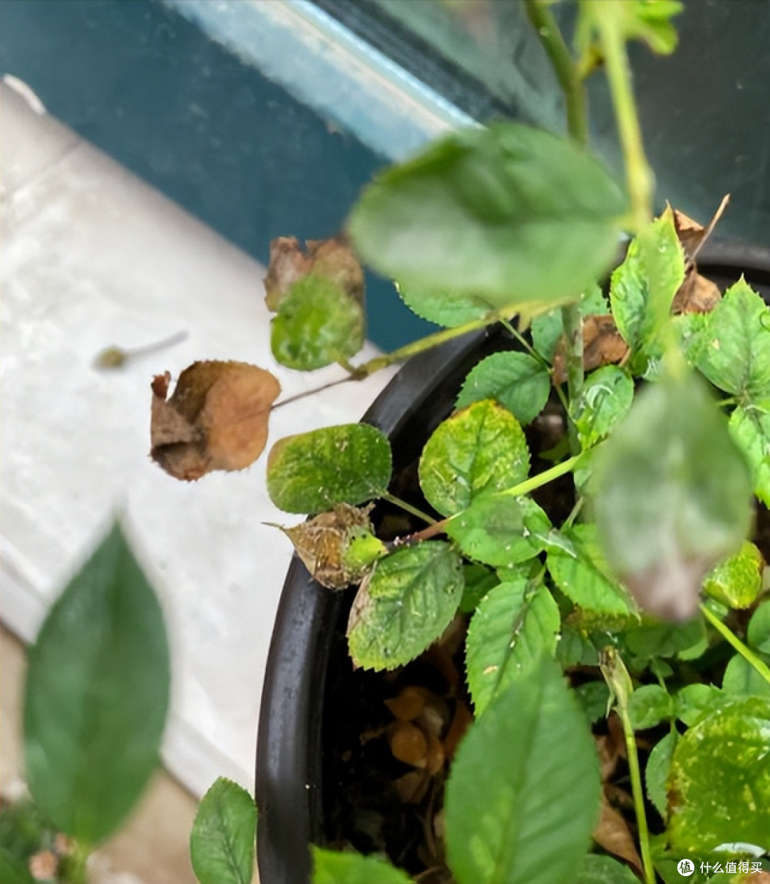 家里有这“6种花”?说明你真的不适合养花,还是趁早放弃吧!