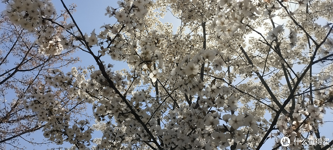 故乡的🌸樱花🌸开了，风中弥漫着浪漫的气息扑面而来，春暖花开的季节，一起来欣赏樱花吧。